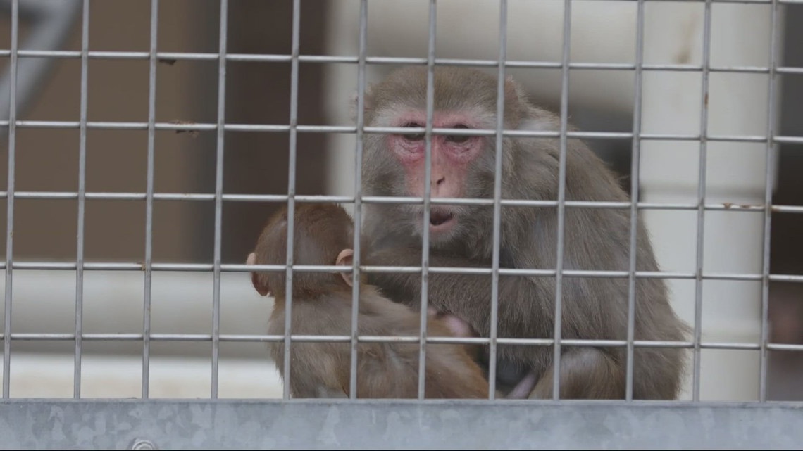 Oregon primate research center could eventually become sanctuary after divisive board vote
