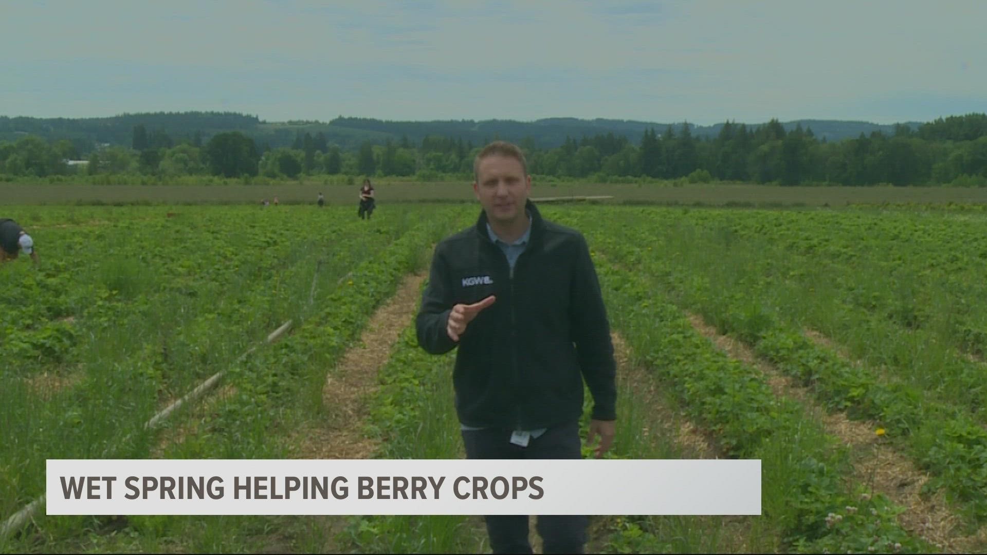 Recordsetting rain helping Willamette Valley strawberry growers