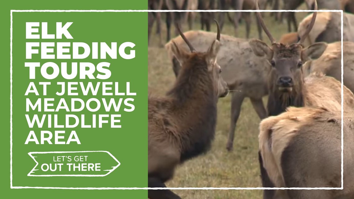 Roosevelt Elk feeding tour return at Jewell Meadows Wildlife Area