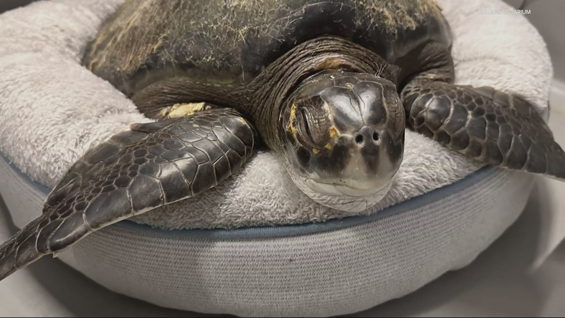 The 22-pound female turtle nicknamed "Squirt" was spotted after sunrise Saturday morning on the beach.