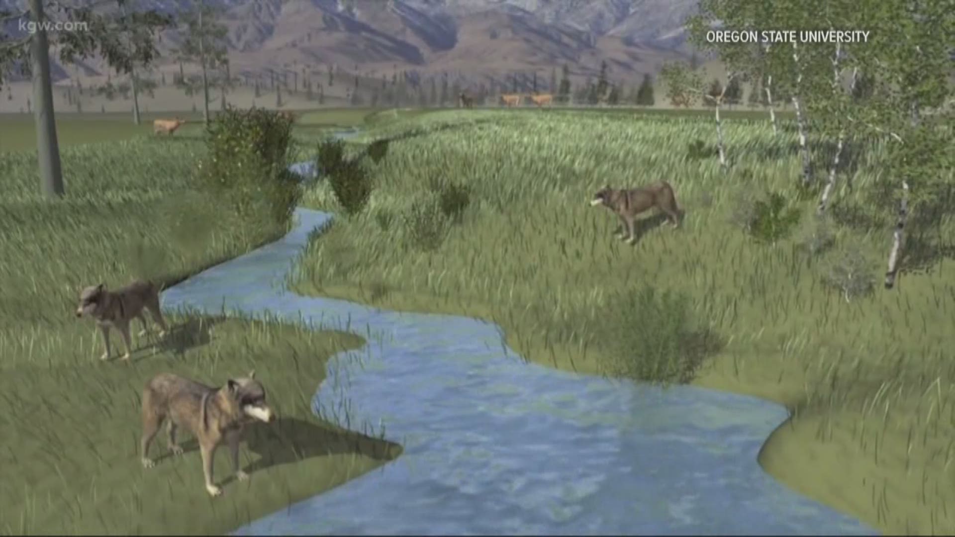 An OSU study looks at Wolves' impact on streams.