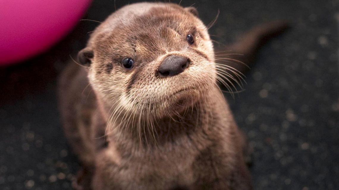 Oregon Zoo Otter Tilly Dies at Age 16