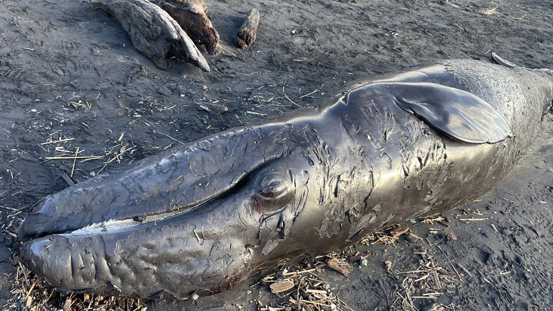 An expert explains what's next for washed-up whale on Oregon Coast - OPB