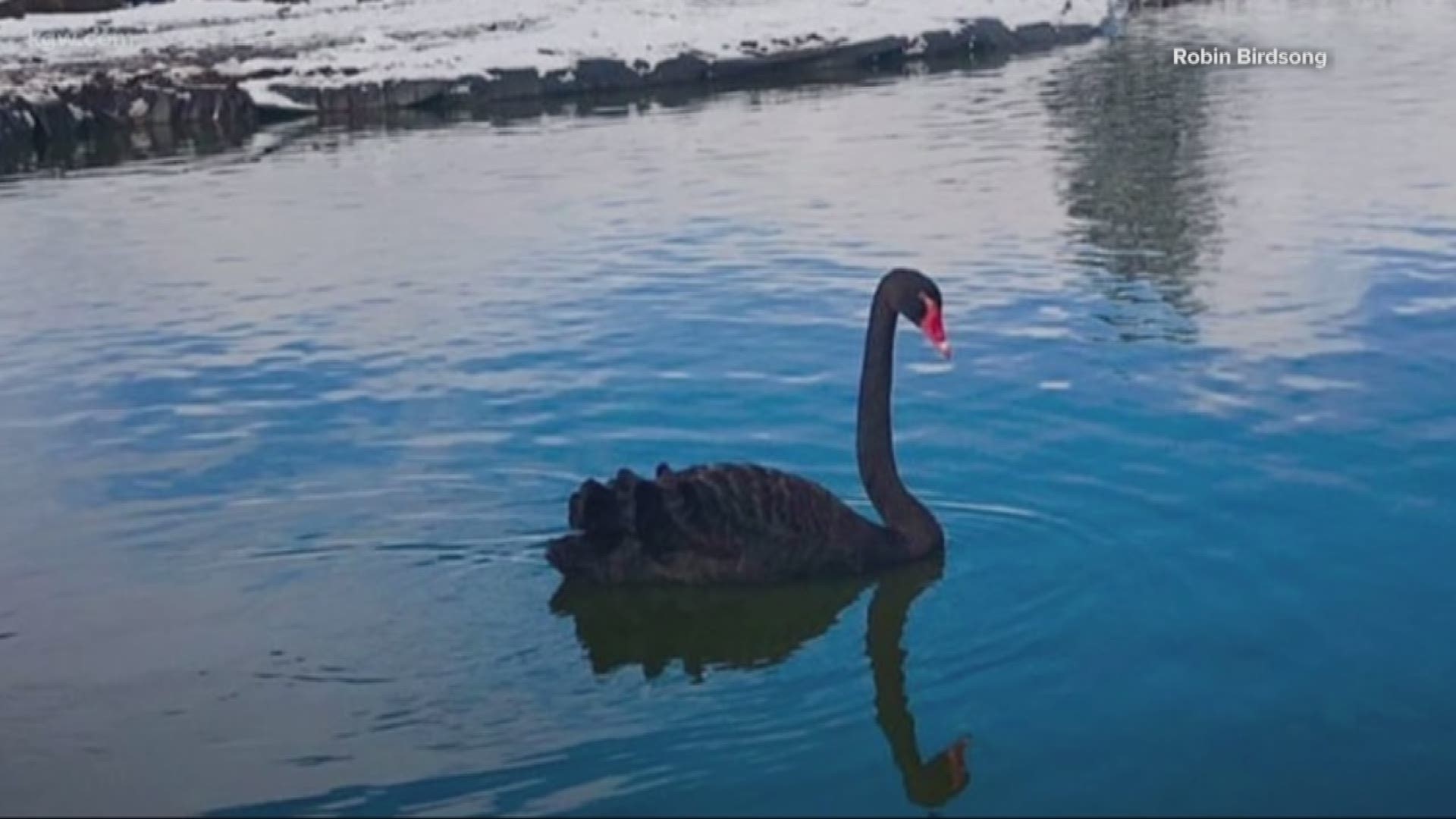 Someone stole a black swan in the middle of the night from a Newberg woman’s animal sanctuary.