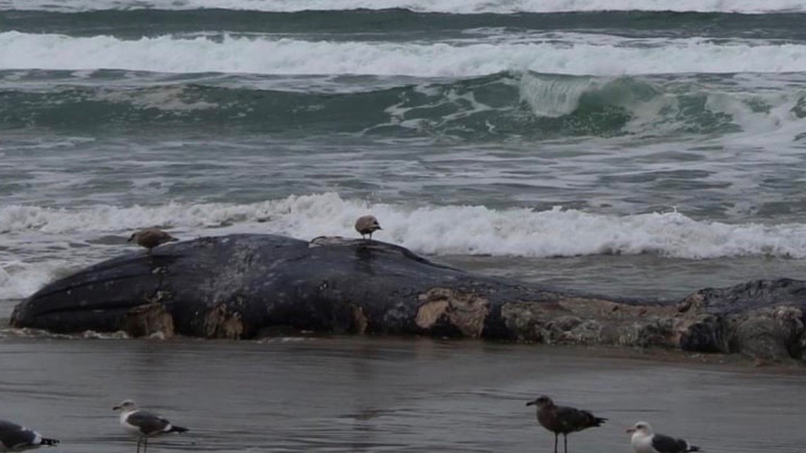 Third dead whale in a week washes up on Oregon coast - The San Diego  Union-Tribune