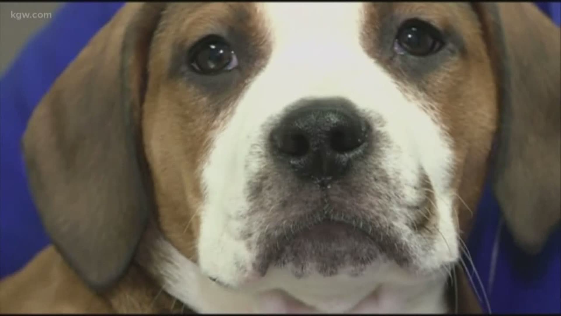 New legislation would crack down on puppy mills.