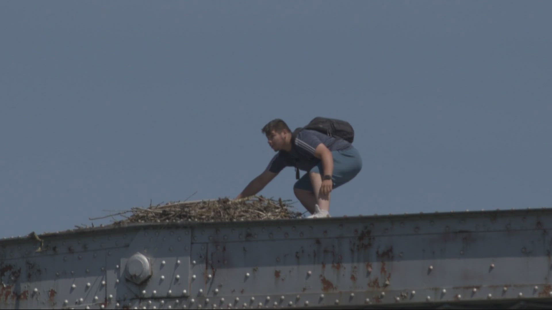 A birdwatcher said he saw a man shimmy up a bridge truss and take an egg out of an osprey nest in Rivervilla Park; Oregon State Police have started investigating.