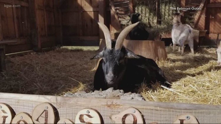 Belmont Goats farm reopen to visitors after 17-month COVID closure
