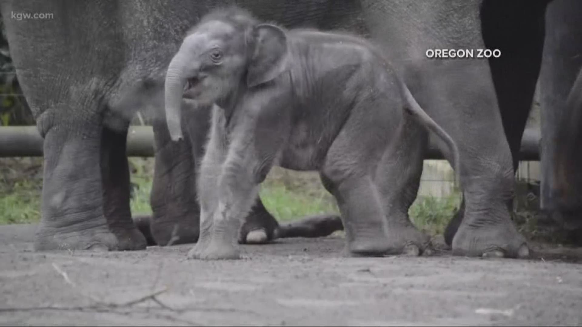 Oregon Zoo workers were stunned Thursday with the sudden death of beloved elephant Lily from a juvenile elephant herpes virus. She was one day shy of ther sixth birthday.