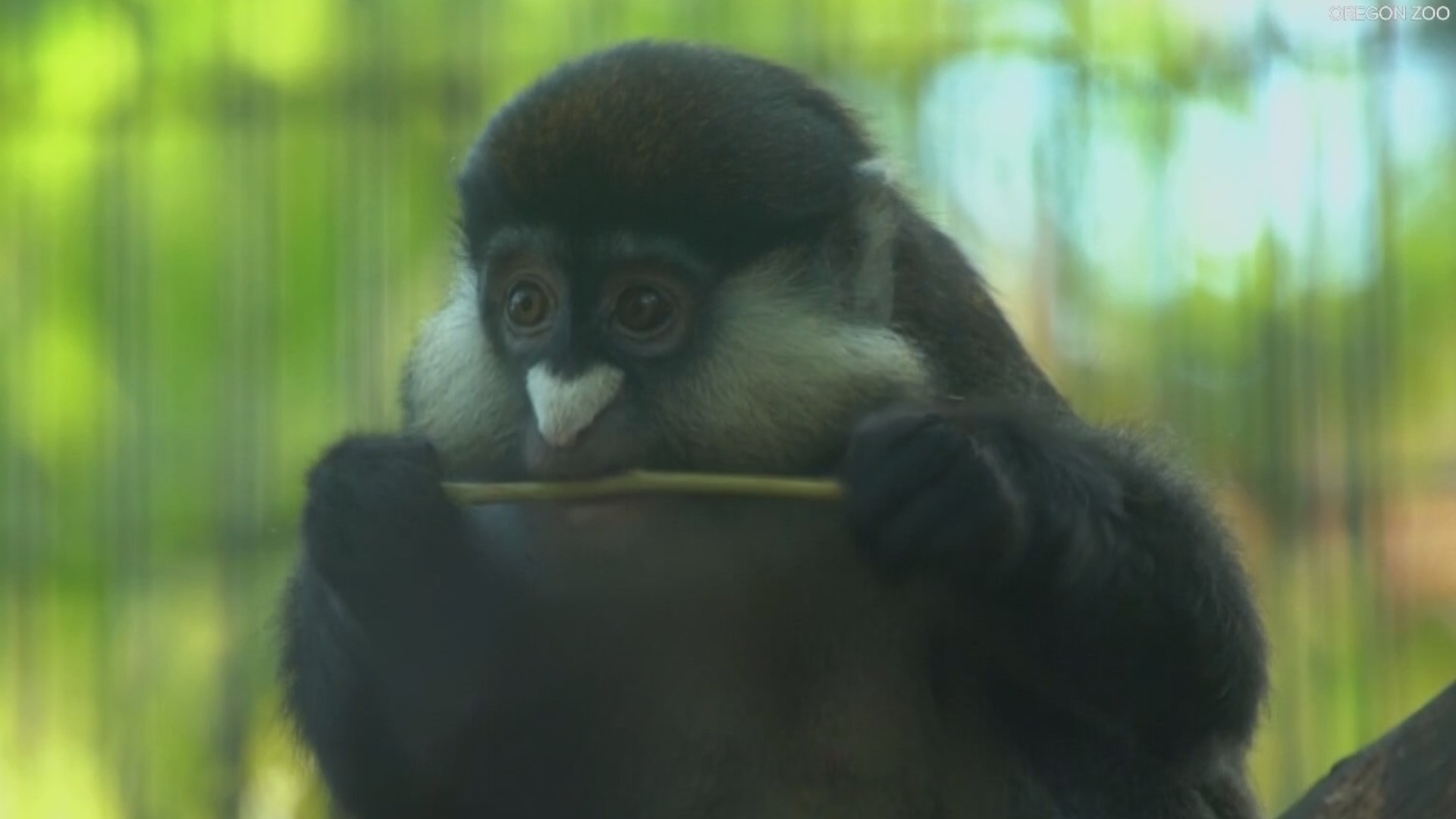 The Oregon Zoo welcomed a trio of red-tailed monkeys in October. Their furry, white cheeks can store as much food as they can in their stomachs.
