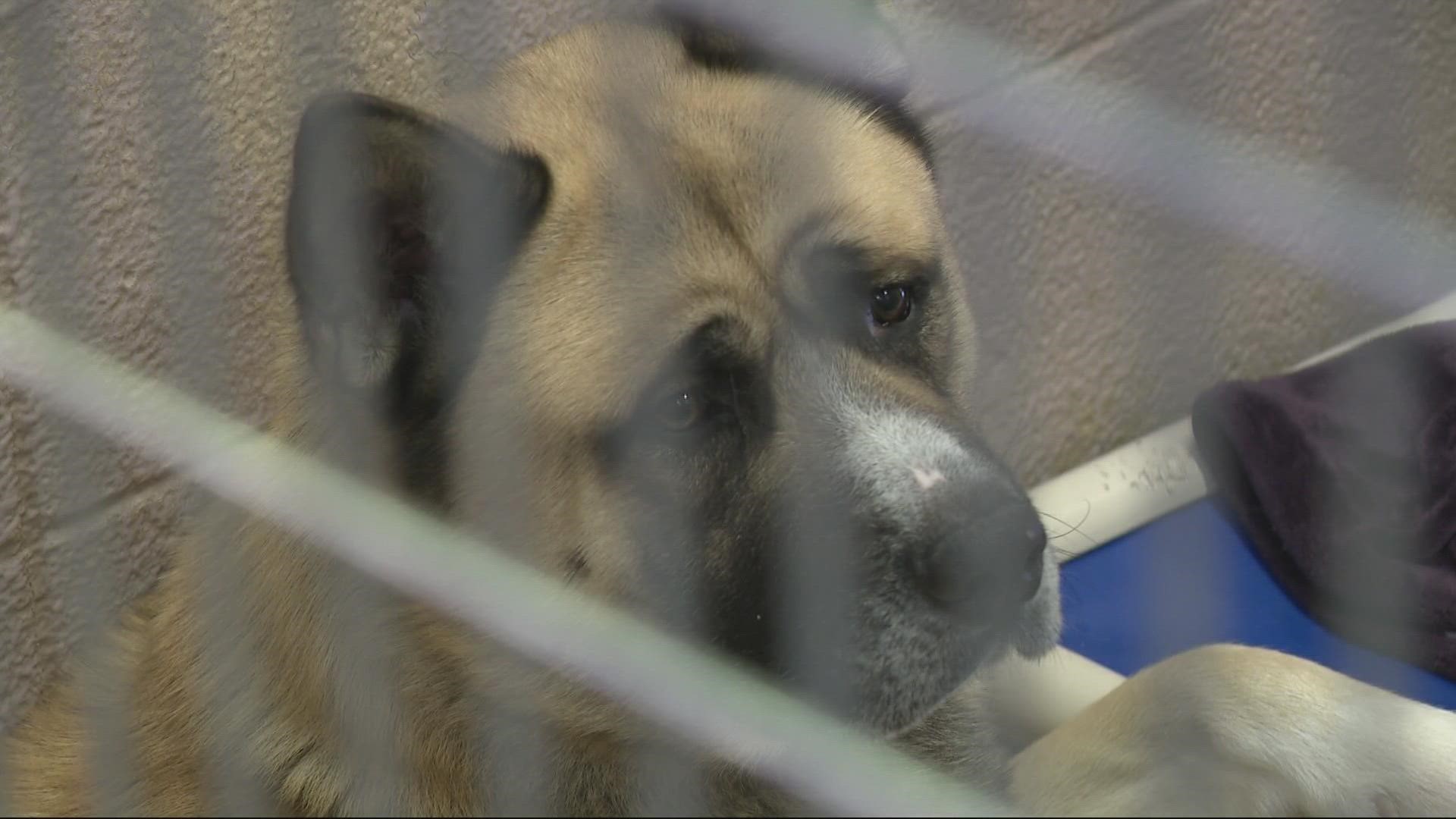 Multnomah County Animal Services accused of animal neglect 