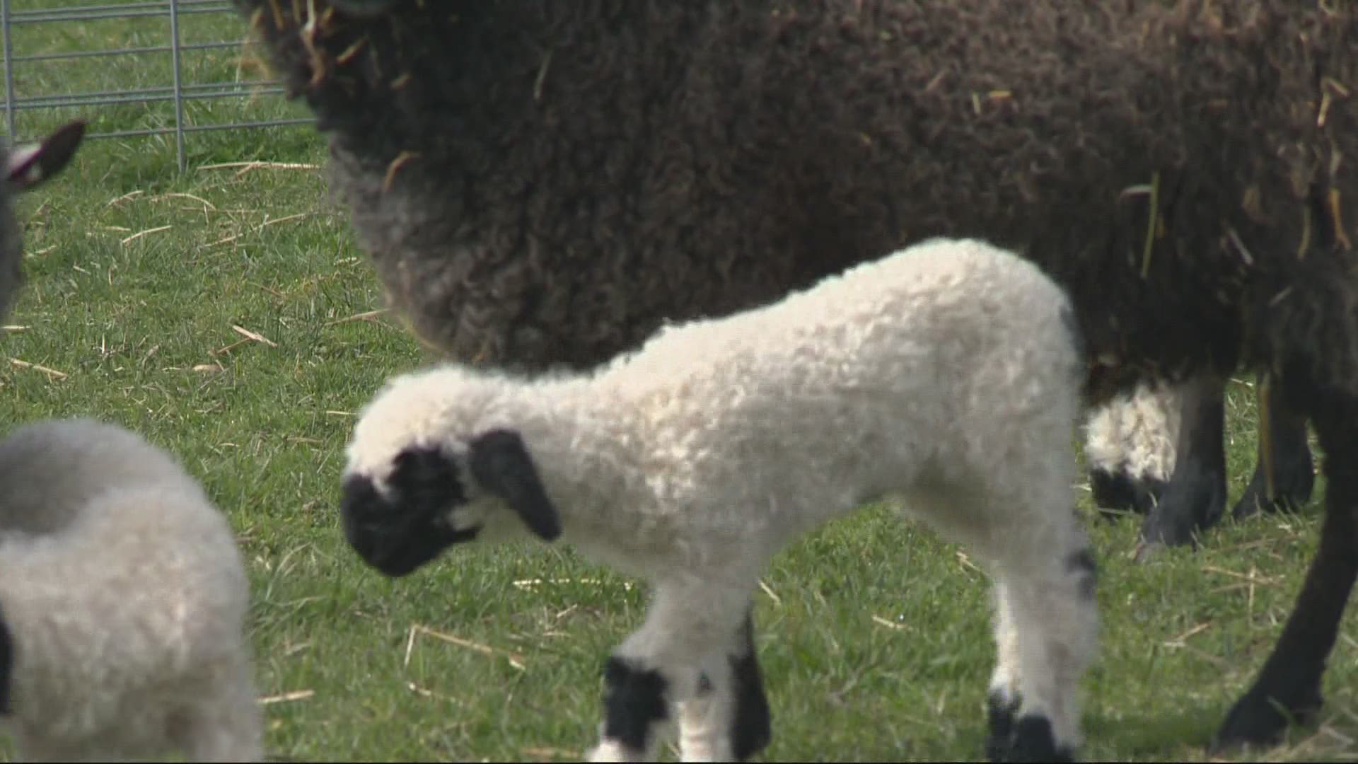 A Newberg winery is attracting people for more than wine. It’s now home to the only Valais blacknose lambs in the Northwest