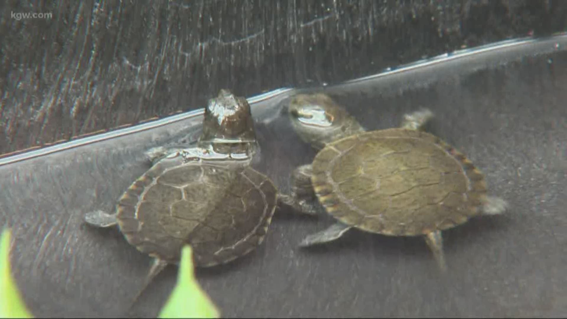 Cassidy got to visit 15 baby western pond turtles who are staying at the Oregon Zoo's conservation lab until they can make it on their own.
oregonzoo.org
#TonightwithCassidy
