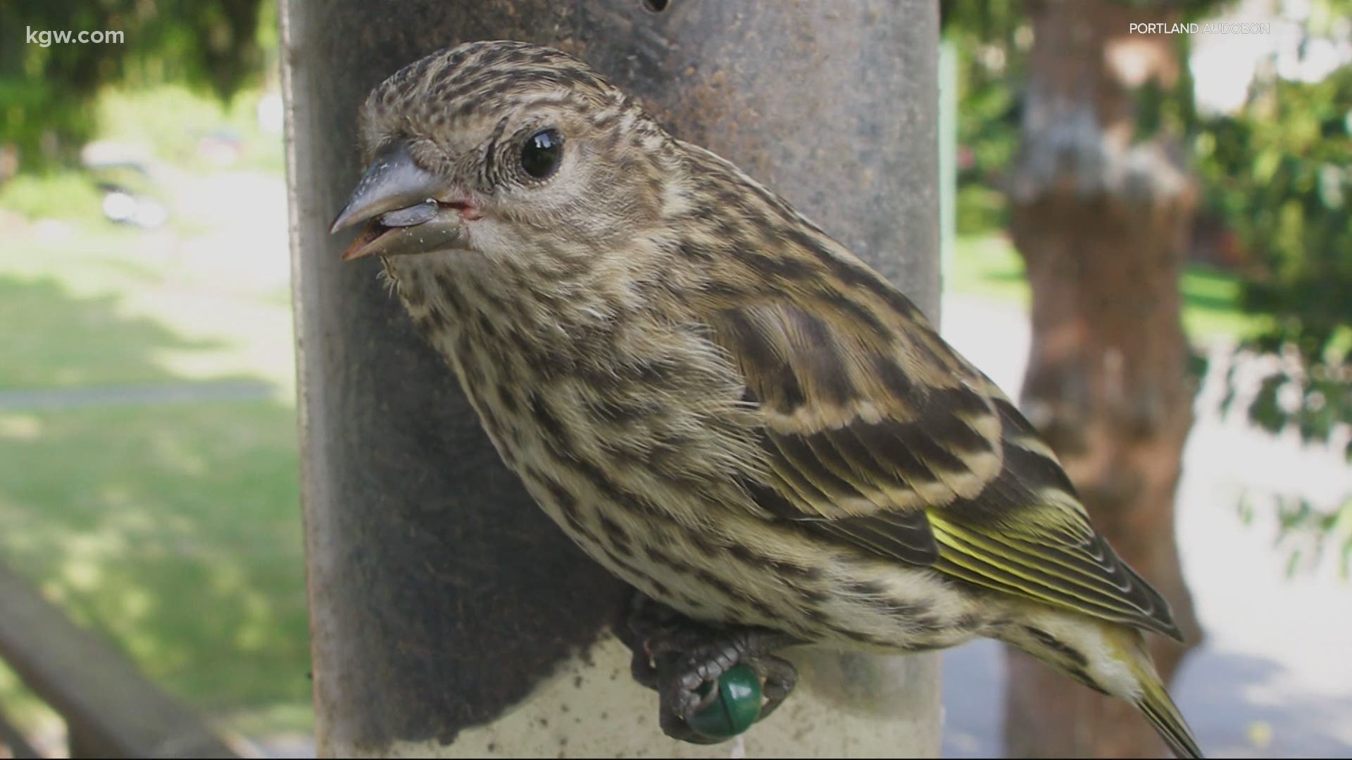 Portland Audubon is seeing a high number of pine siskins with symptoms of salmonella. You can help curb an outbreak in local birds by practicing safe bird feeding.