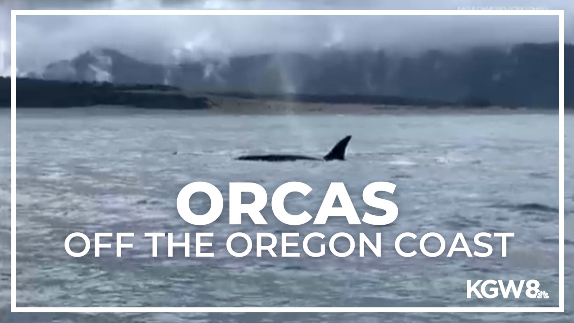 Dan Rocha, a charter boat captain out of Pacific City, said he spotted the orcas while taking a crew fishing about 5 miles north of Cape Kiwanda off Sand Lake.