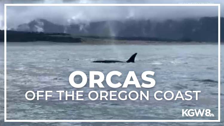 Raw video: Orcas spotted off the Oregon Coast