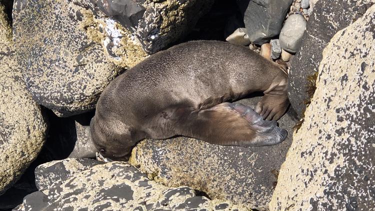 'Broke my heart': Volunteers say human impact likely killed endangered sea lion pup on Oregon Coast