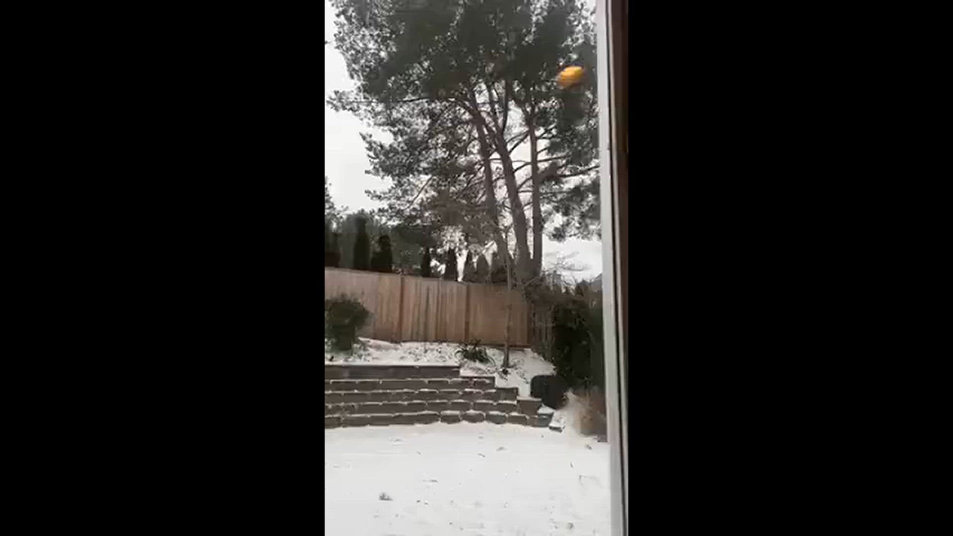 Huge tree as it falls in Portland, Ore.
Credit: Amanda Paull