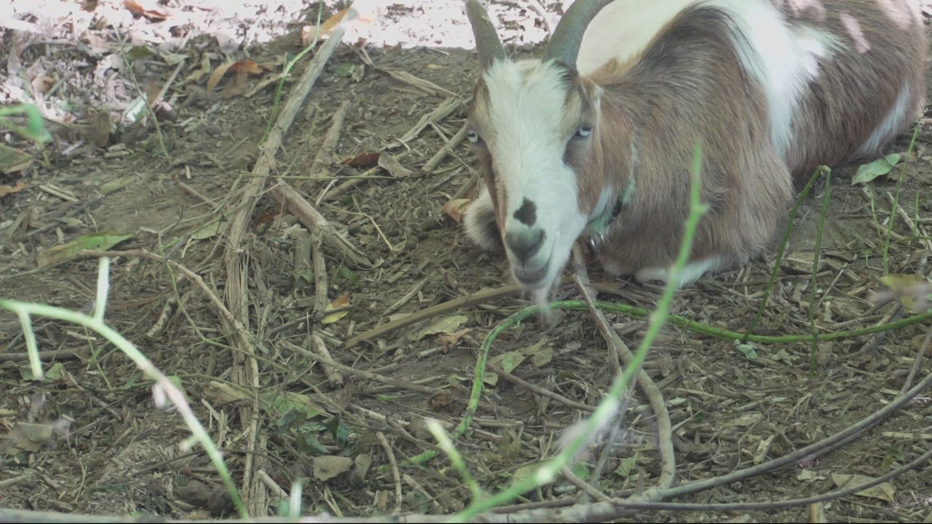 At Eastmoreland Golf Course, several goats and one llama are on the job, eating overgrown weeds and plants for two to three weeks.