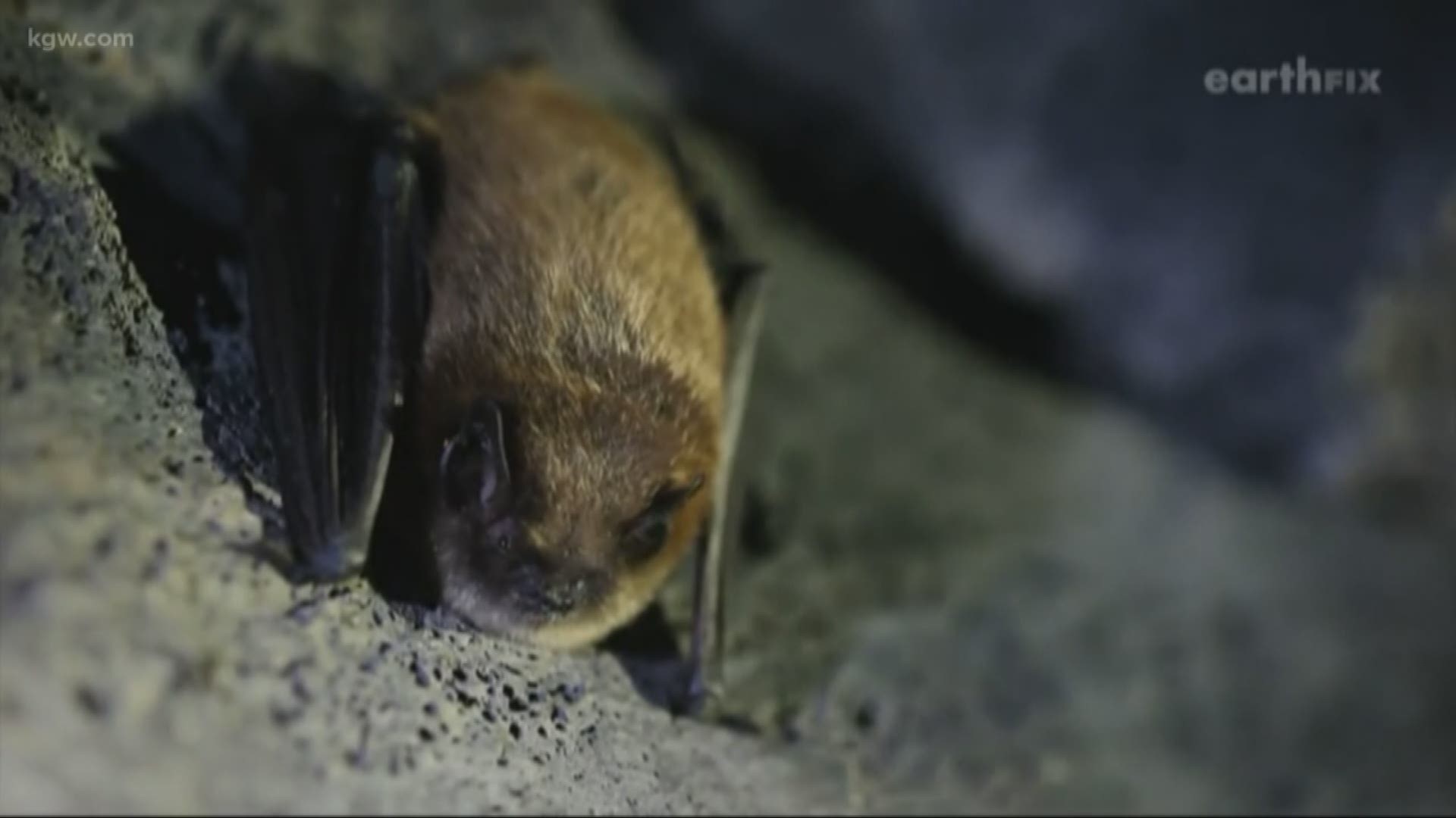 Two dogs put down after contact with rabid bats in Washington