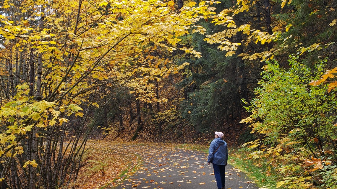 Bigleaf maples dying in increasing numbers due to climate change - Vimarsana News