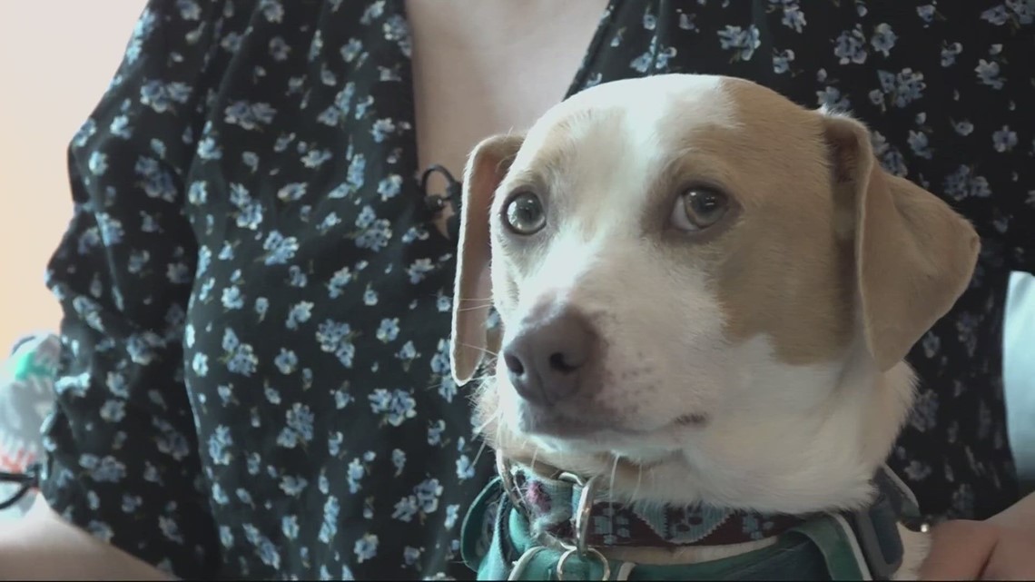 Oregon Humane Society training animals before adoption - Vimarsana News