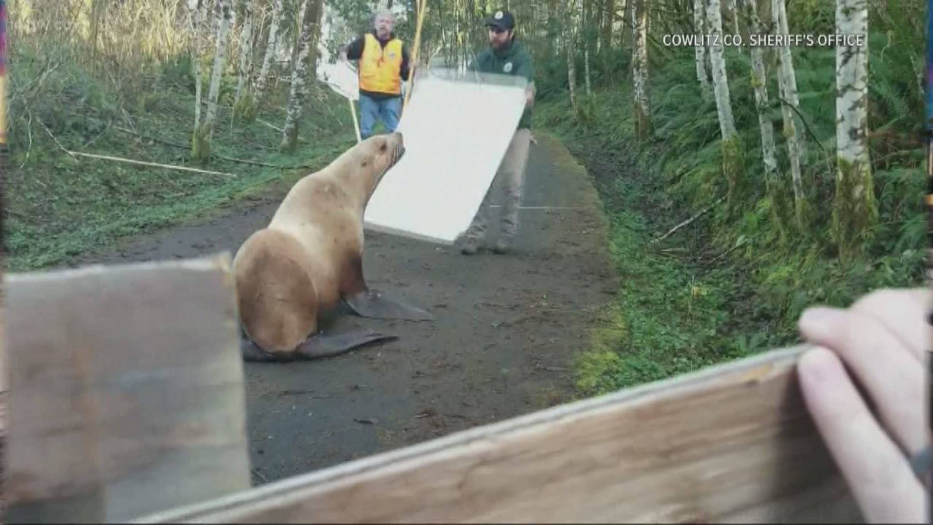 Sea lion show planned at Raging Rivers