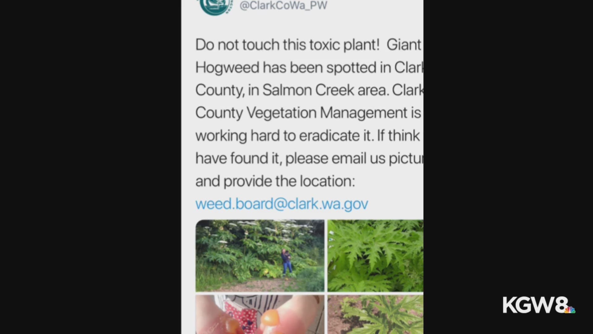 The toxic plant was spotted in Clark County, Washington.