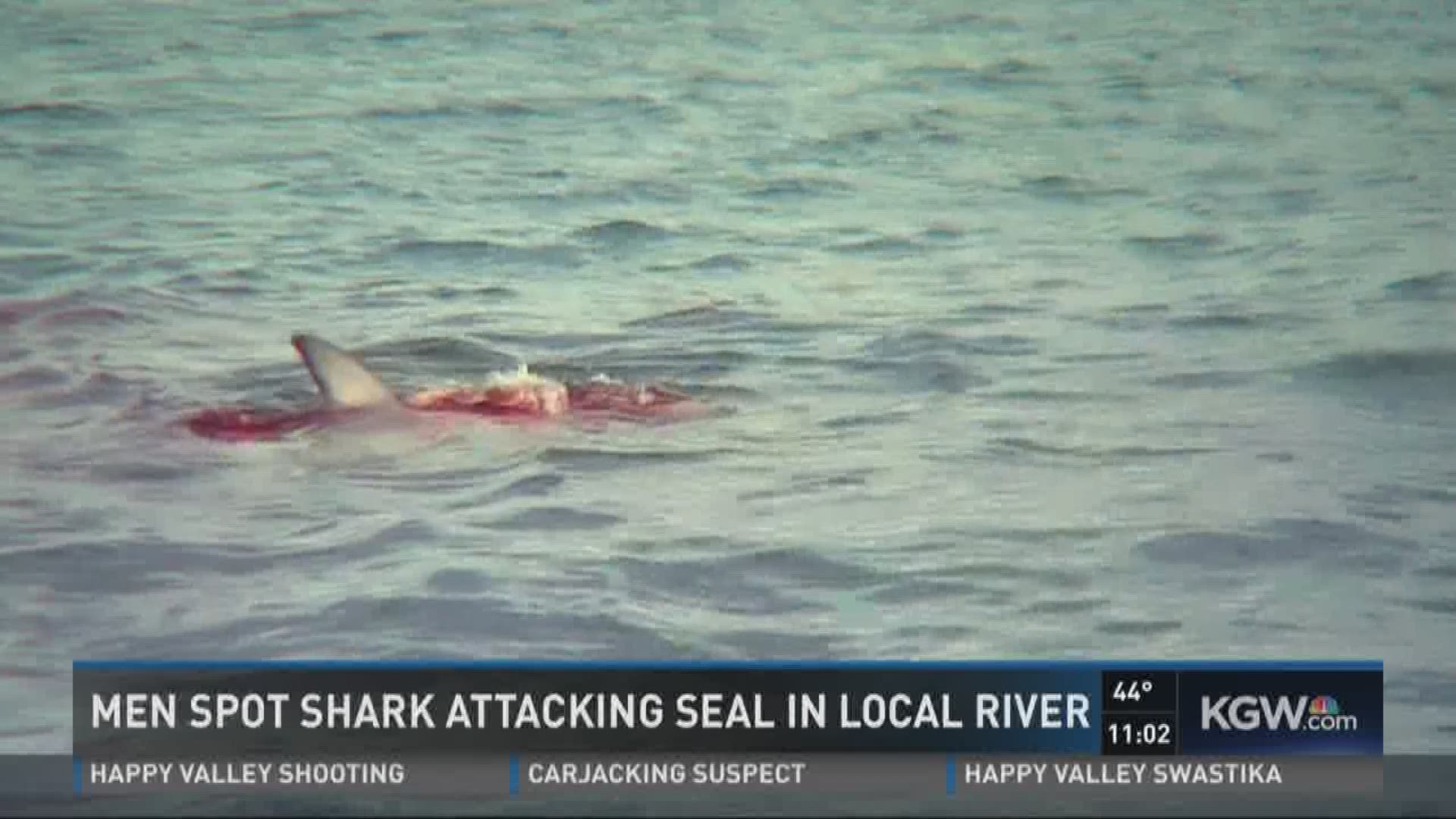 Men spot shark attacking seal in Columbia River