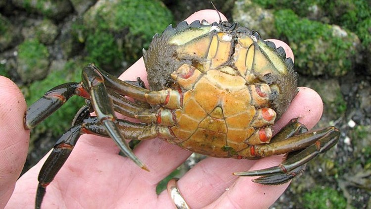 Invasive green crabs in the crosshairs of Oregon wildlife officials