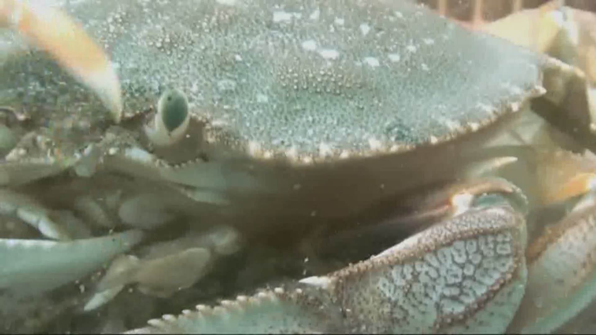 Research found that acidic water off the coasts of Oregon and Washington are damaging the shells of baby crabs.