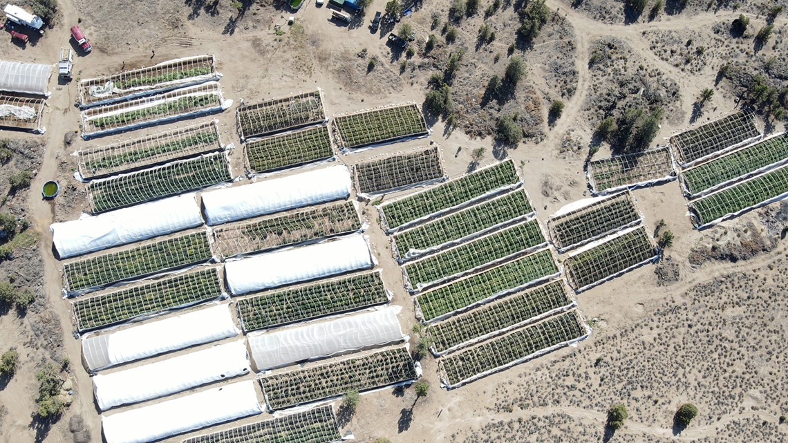 Oregon to crack down on pollution from illegal pot growers - Vimarsana News