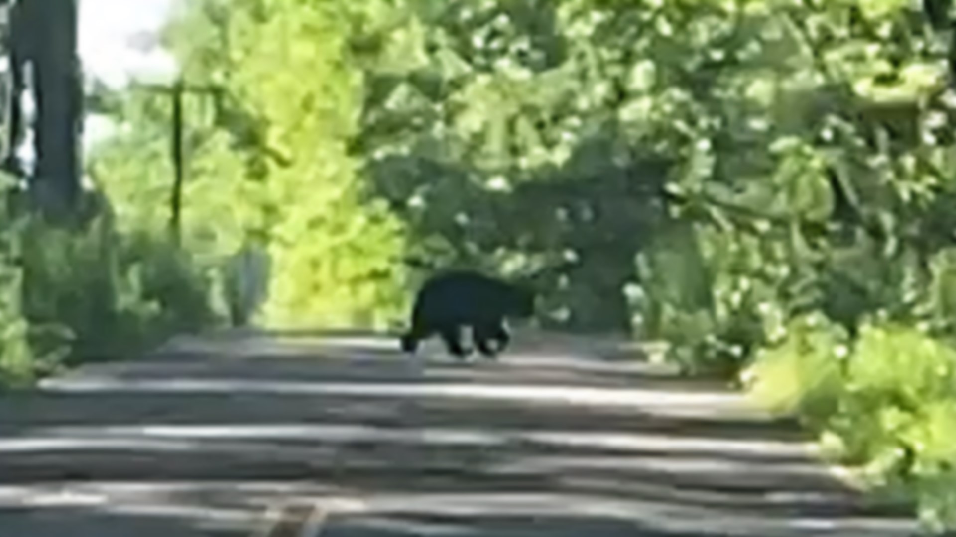 Portland Parks & Recreation is installing warning signs in Forest Park after multiple black bear sightings were reported in the area this past week.
