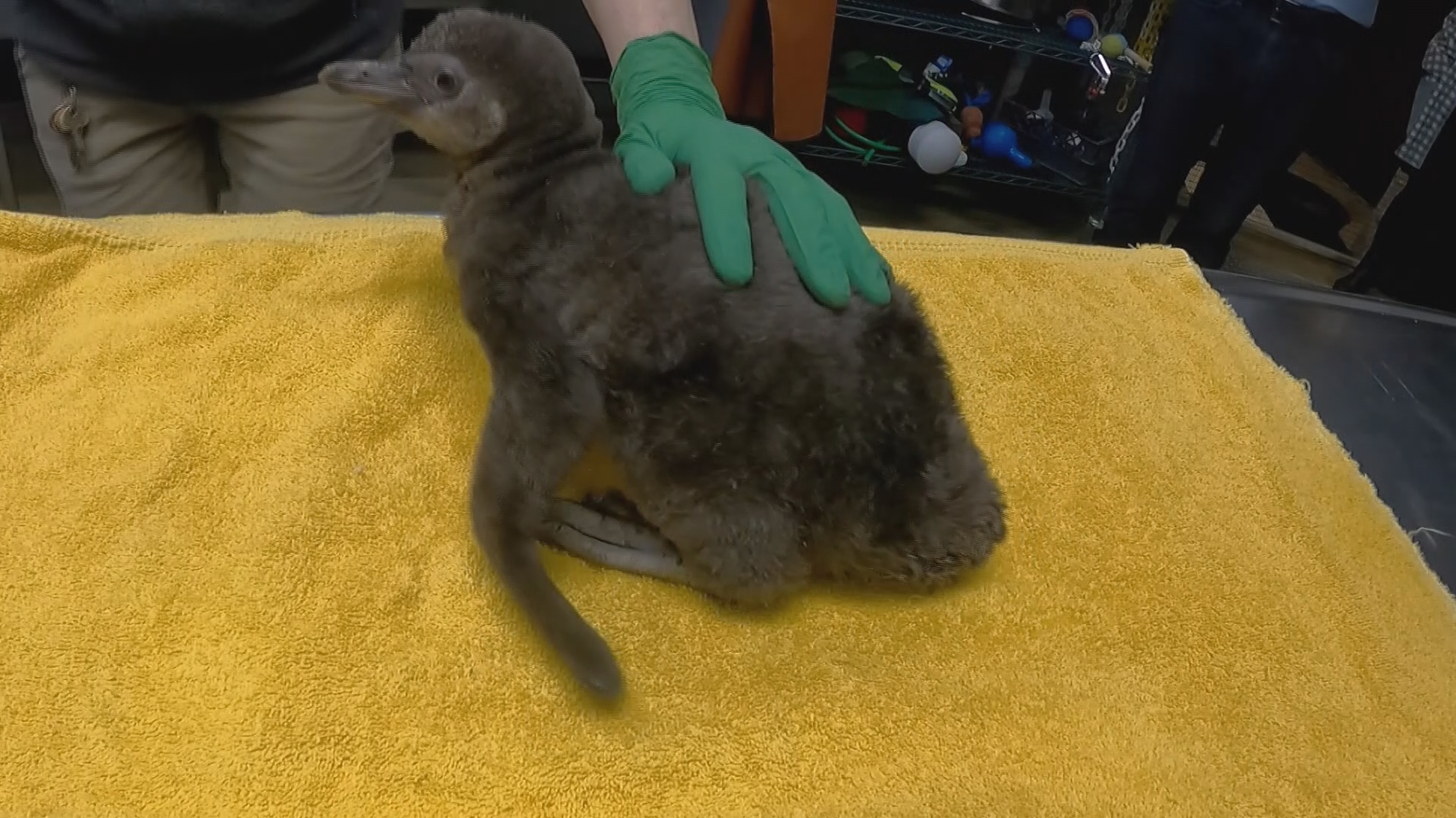 The Oregon Zoo recently welcomed a new Humboldt penguin chick. Drew Carney had the chance to meet the fluffy, gray hatchling.