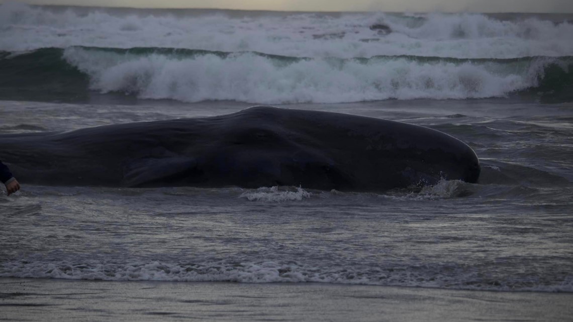 Third dead whale in a week washes up on Oregon coast - The San Diego  Union-Tribune