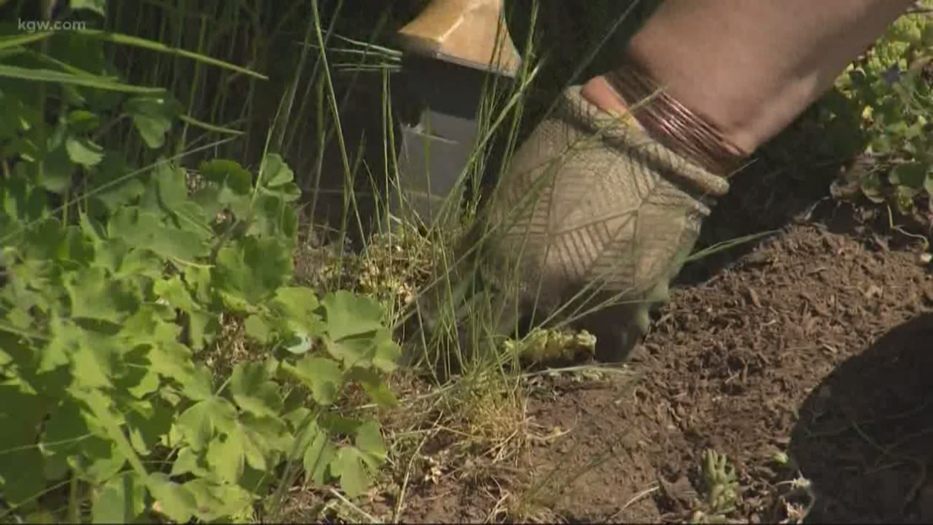 Green thumbs try to make it through dry May
