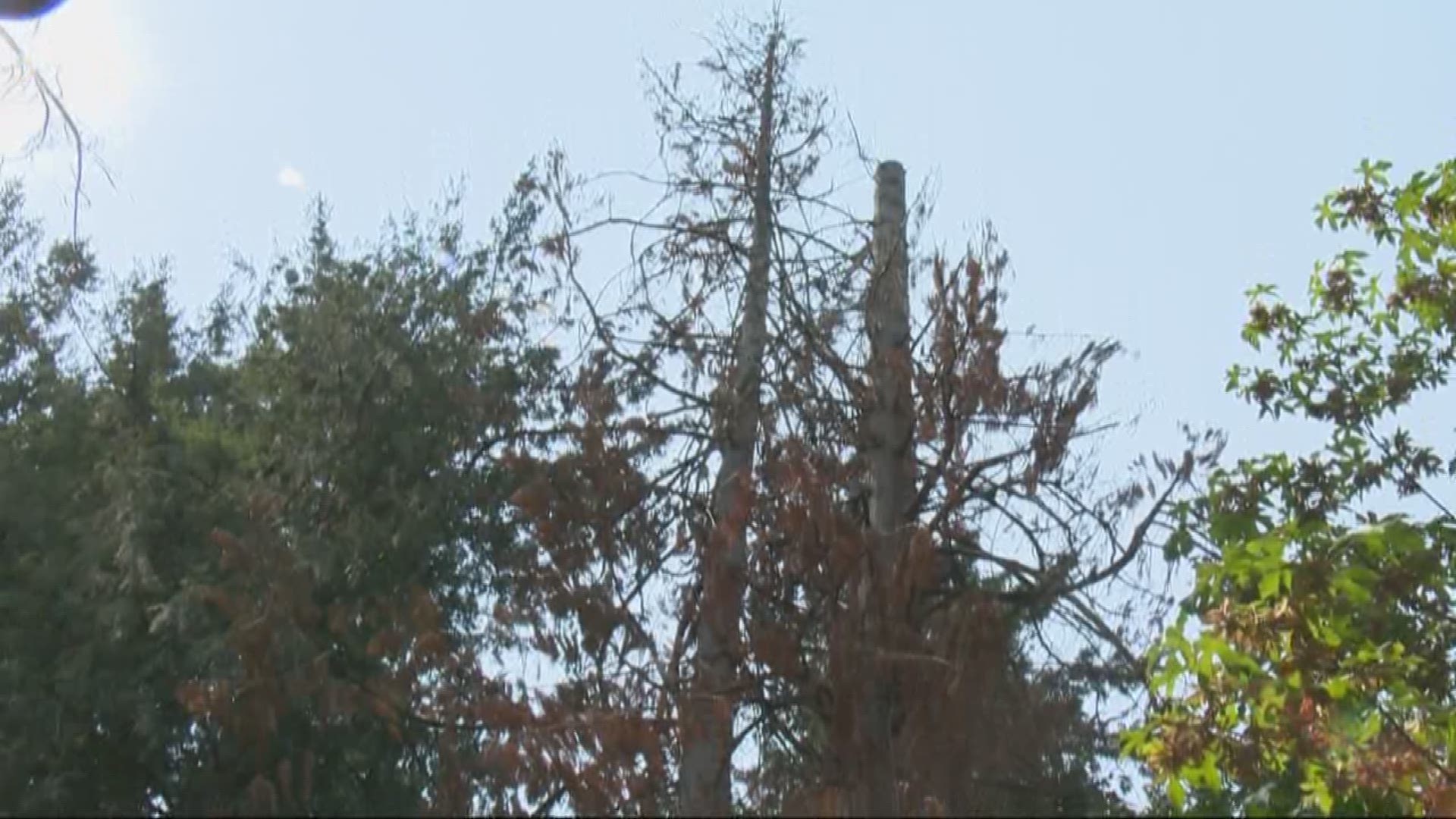 Extreme heat causing trees to collapse
