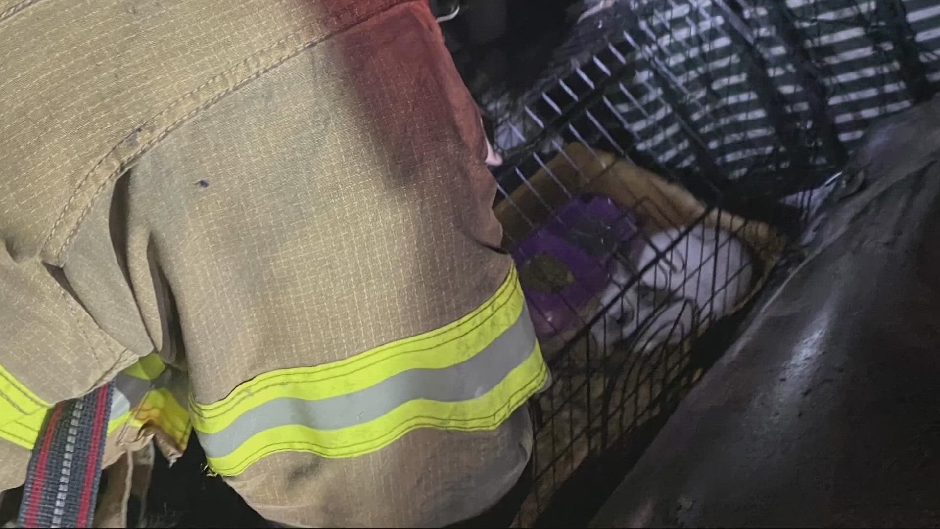 The fire burned four units. Firefighters saved a displaced family’s pet bunny.