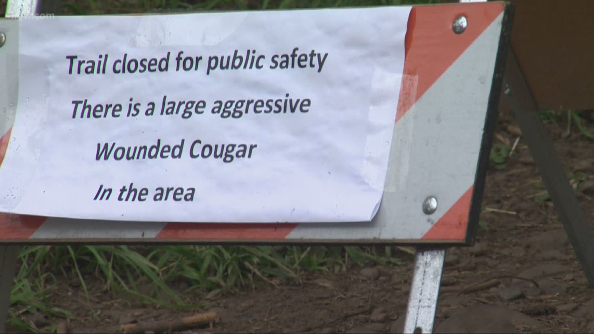 A cougar was killed by a homeowner after one was spotted near Angel's Rest trailhead in the Columbia Gorge.