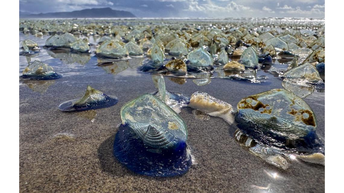 Seeing lots of blue, jellyfish-like creatures on an Oregon beach? Here's what they are
