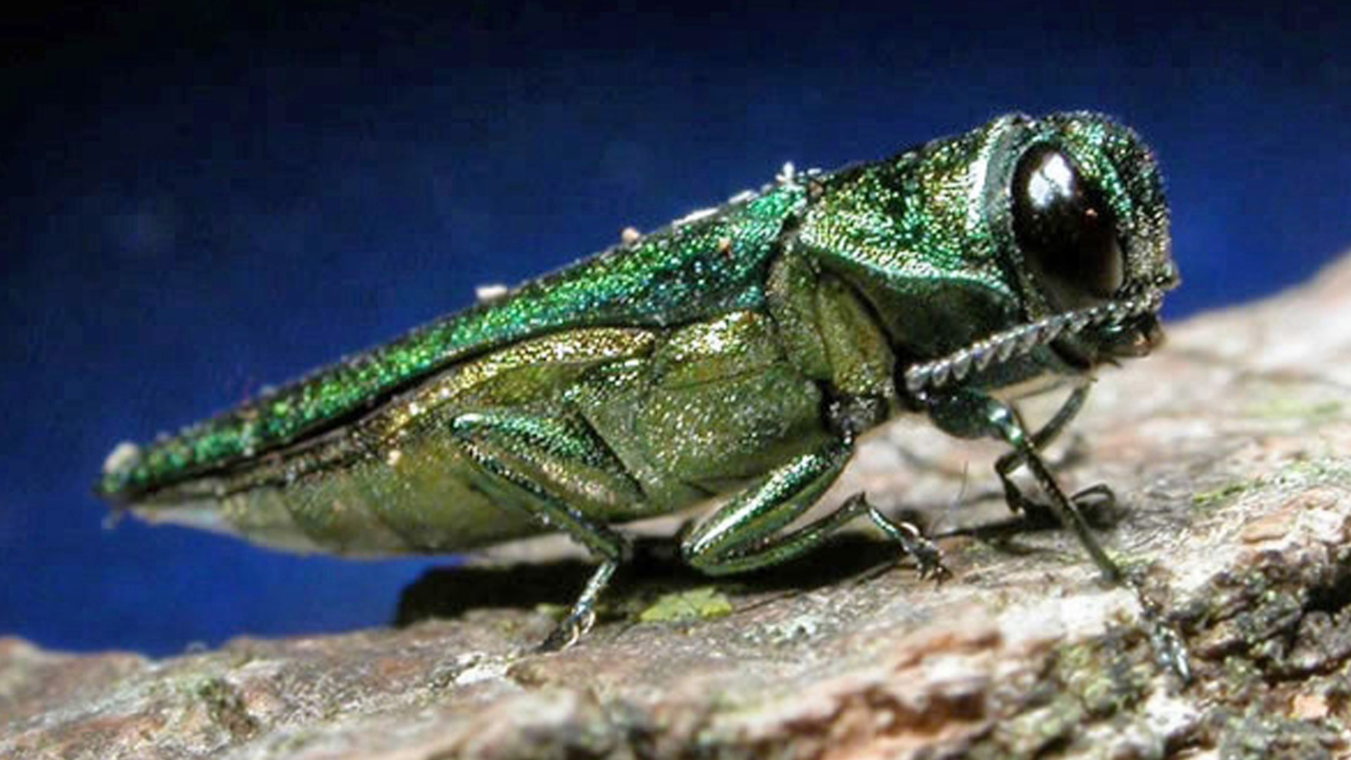 The Oregon Department of Forestry says the invasive Emerald Ash Borer could wipe out 95% of Oregon's ash trees within 10 years.