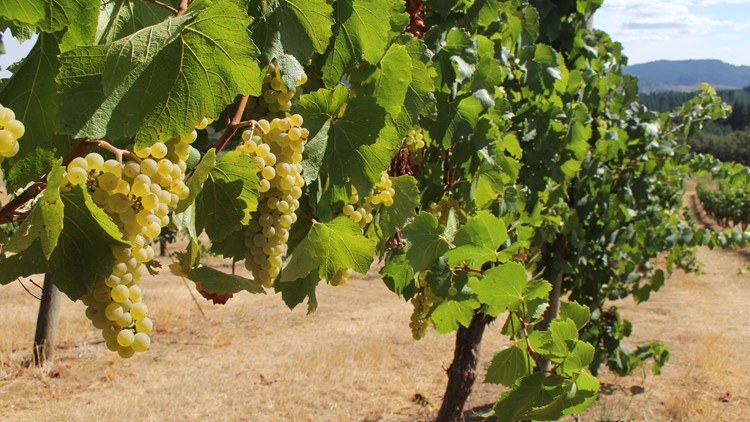 Oregon State researchers discover wildfire smoke compound in wine grapes