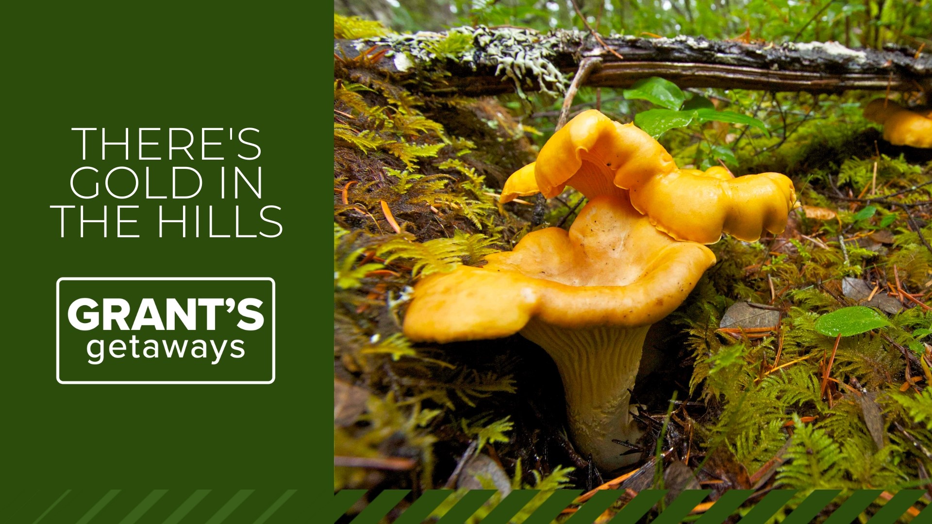 There is a new shout-out for the season: there’s gold in the hills! Not the metal kind but a culinary delight as the golden chanterelle mushroom season gets underway