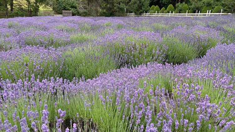 It's lavender time in Oregon wine country! Here's 27 places to eat, drink and smell the flowers