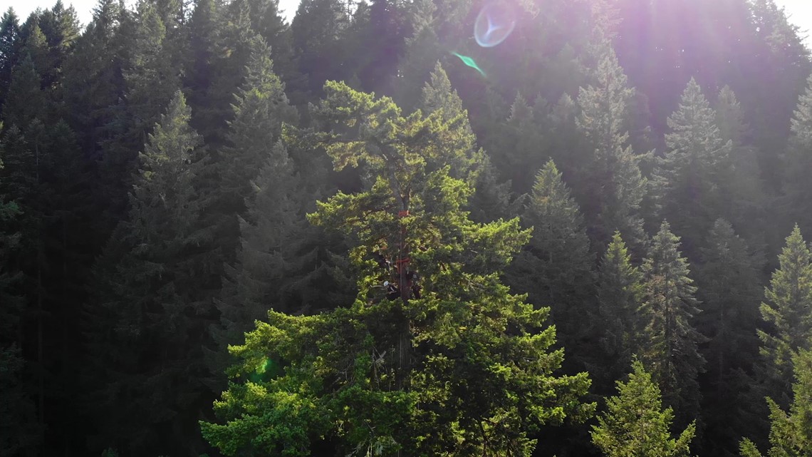 Tree climbing at Silver Falls State Park