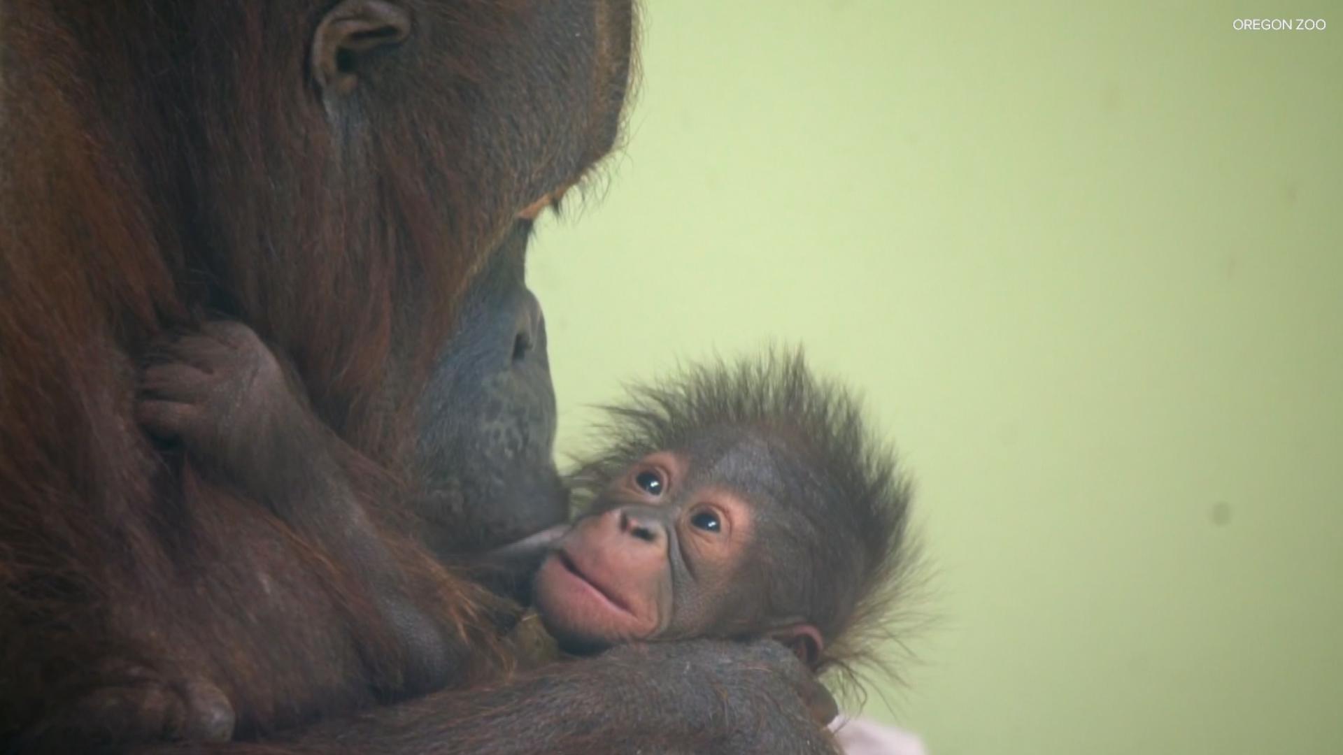 Mother's Day weekend is almost here, so Drew Carney visited orangutan mom Kitra and her 2-year-old baby, Jolene, at the Oregon Zoo.