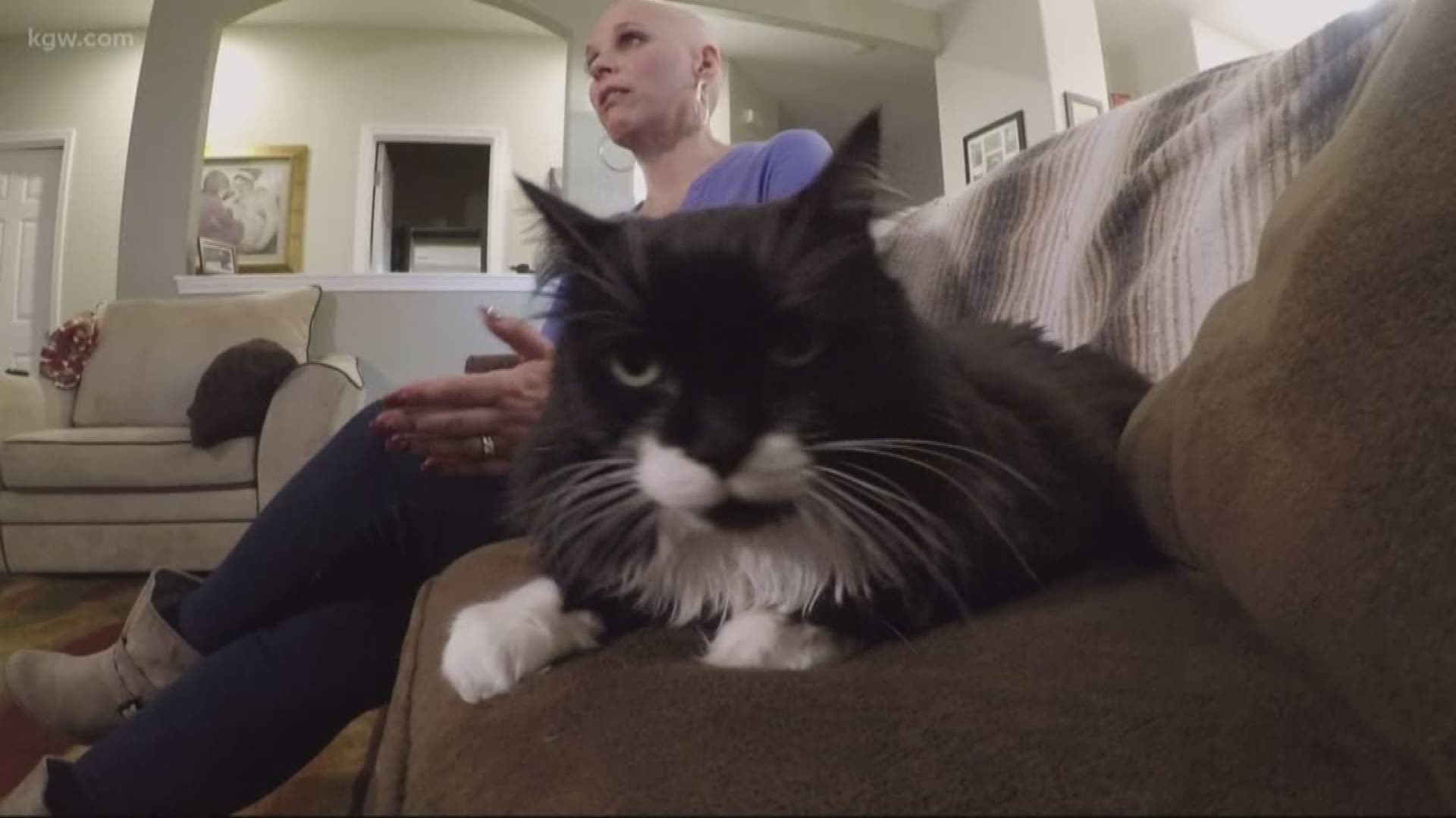The Cat Saved Her Life Rescue Cat Helps Oregon Woman Detect Breast Cancer Kgw Com