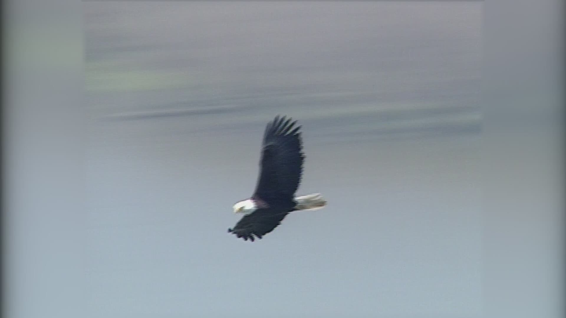 There’s big reward money being offered to catch whoever shot bald eagles in the Portland area. One bird died and another survived.