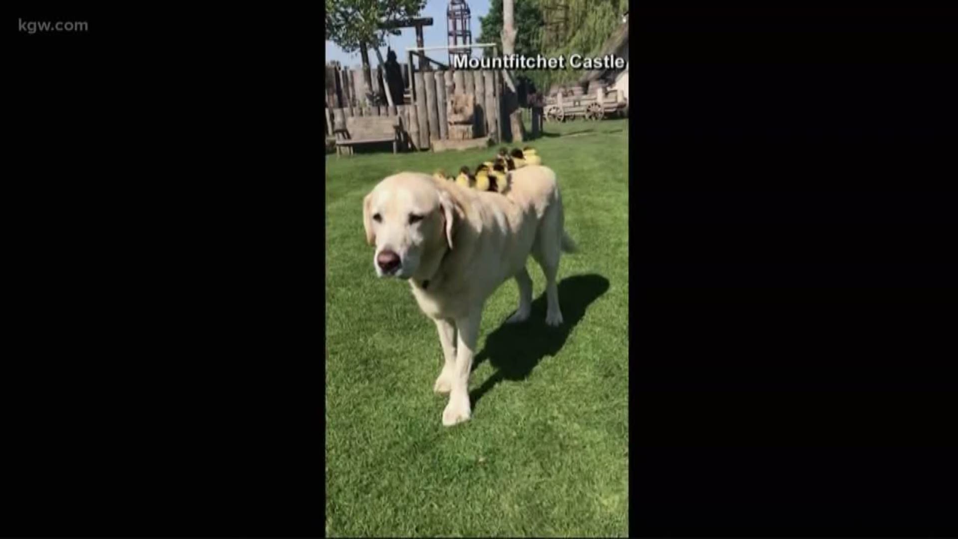 Yellow lab adopts ducklings after mom vanishes
