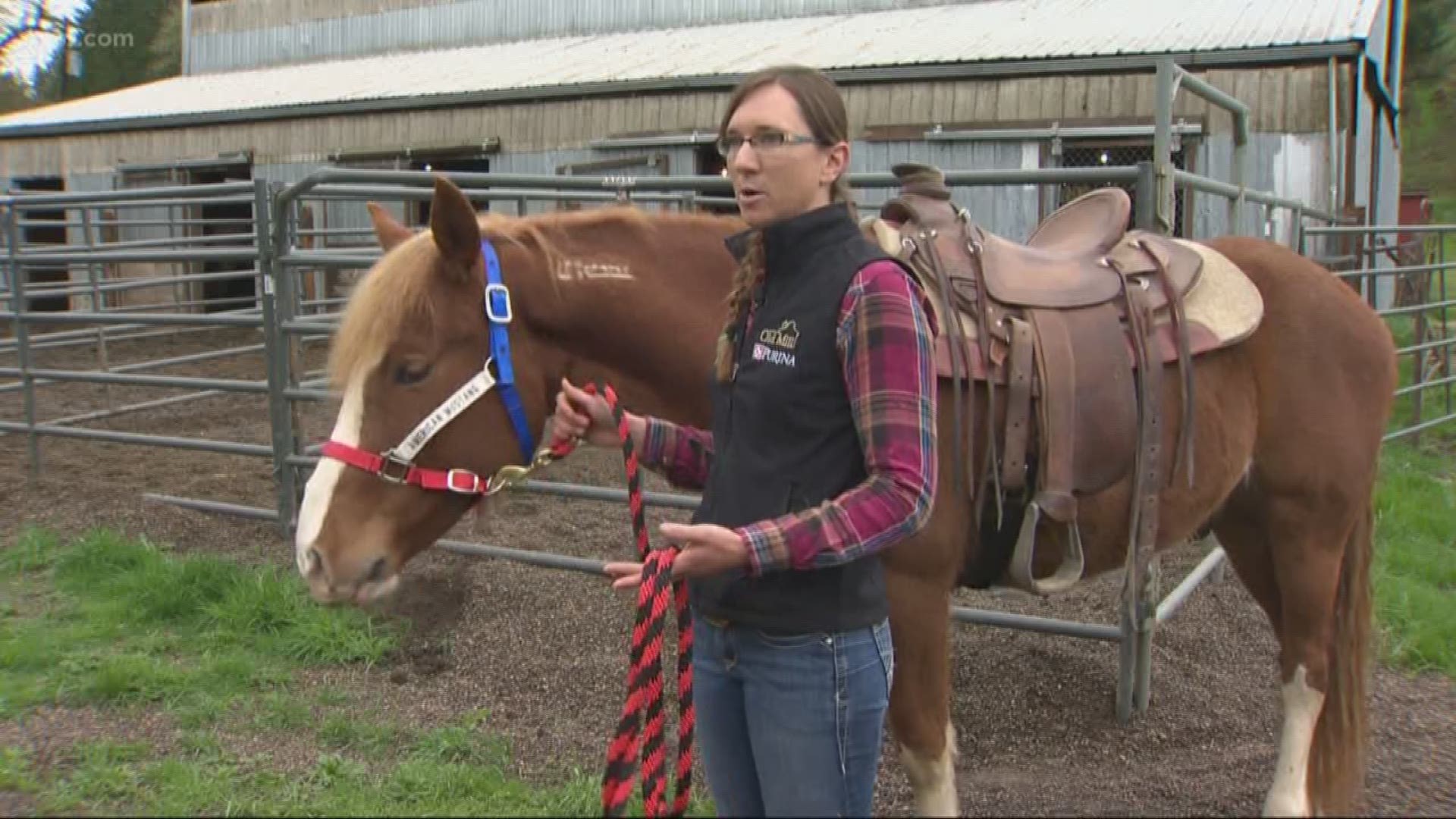 An Oregon horse trainer is working with wild mustangs to help save them from possible starvation or even slaughter, one horse at a time.